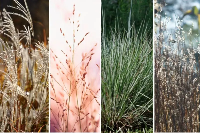 perennials for fall color