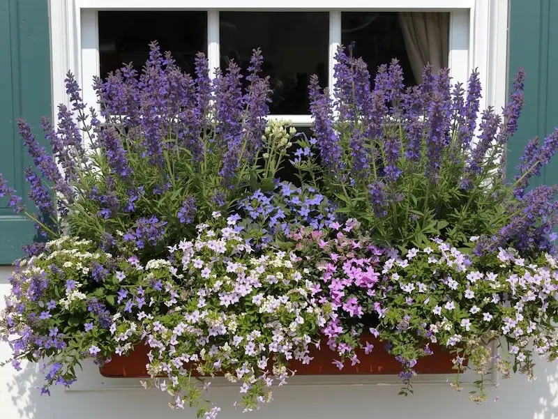 bee garden pollinator plants