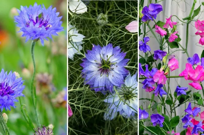 flowers to plant in fall