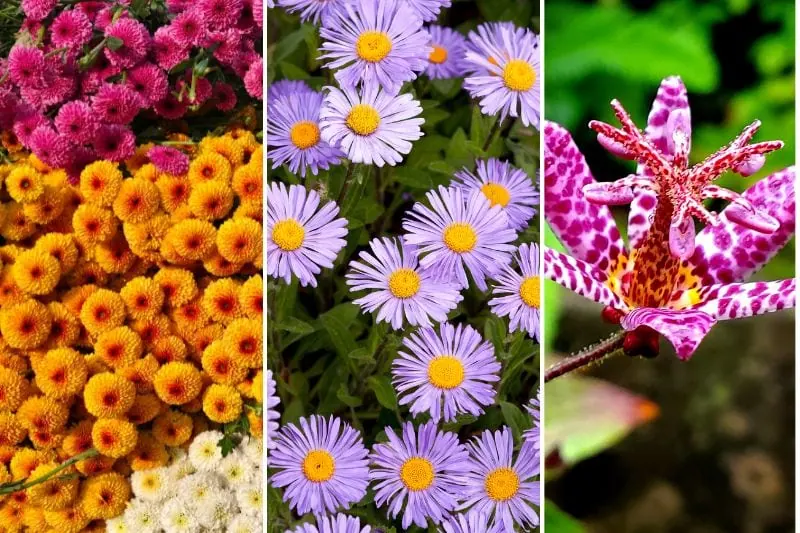 flowers to plant in fall