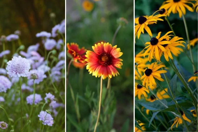 flowers to plant in fall